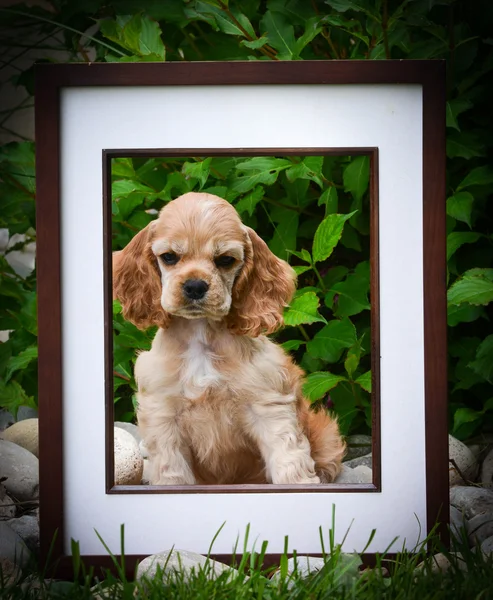 Cuadro perfecto cachorro —  Fotos de Stock