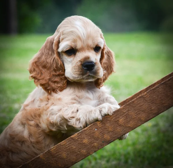 Cachorrinho curioso — Fotografia de Stock