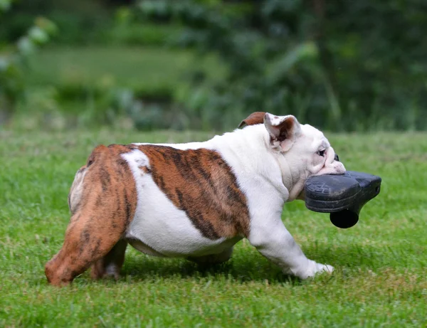 Hond steelt schoen — Stockfoto