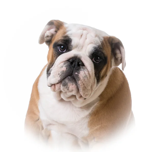 Bulldog pup portret — Stockfoto