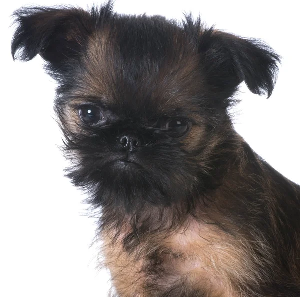 Brussels griffon — Stock Photo, Image