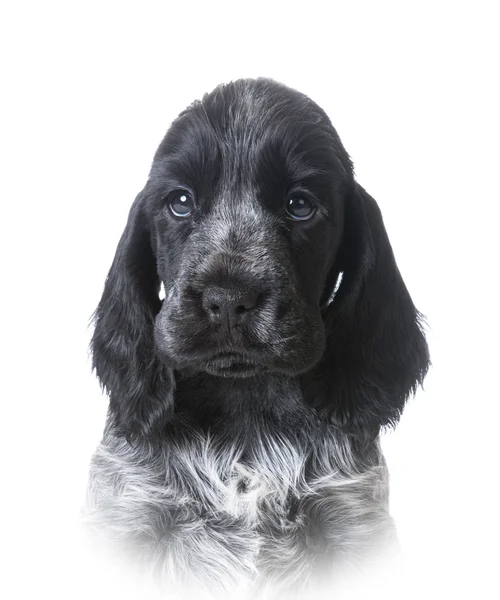 Schattig puppy — Stockfoto