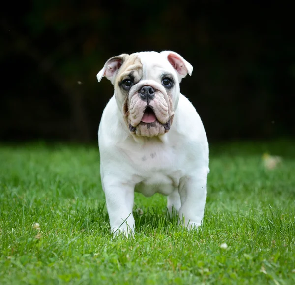 Verrast pup — Stockfoto