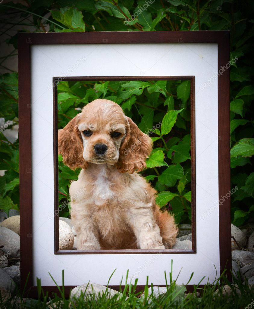 picture perfect puppy