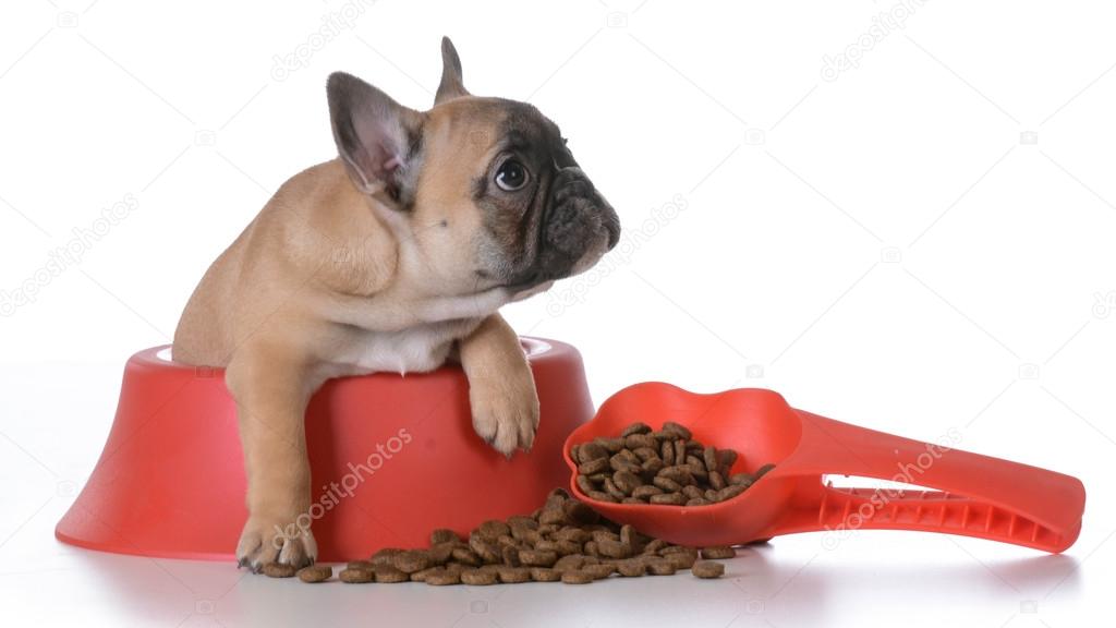 puppy nutrition