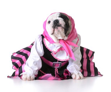 dişi köpek yavrusu