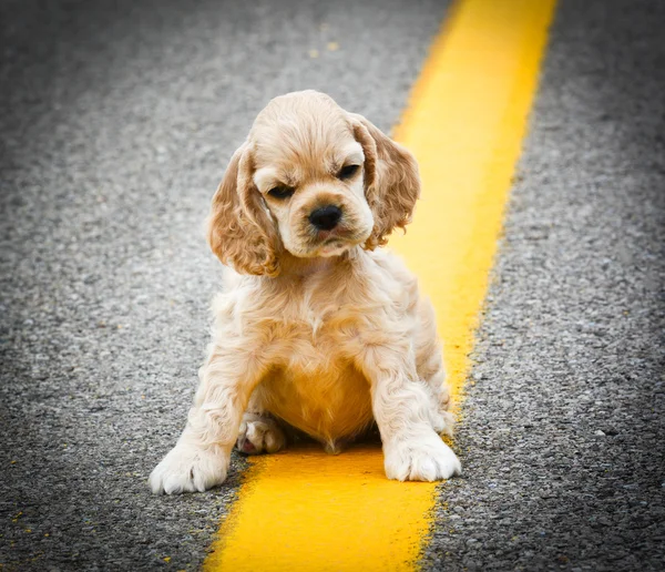 Cane randagio — Foto Stock