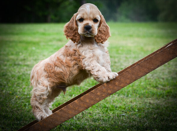 curious puppy