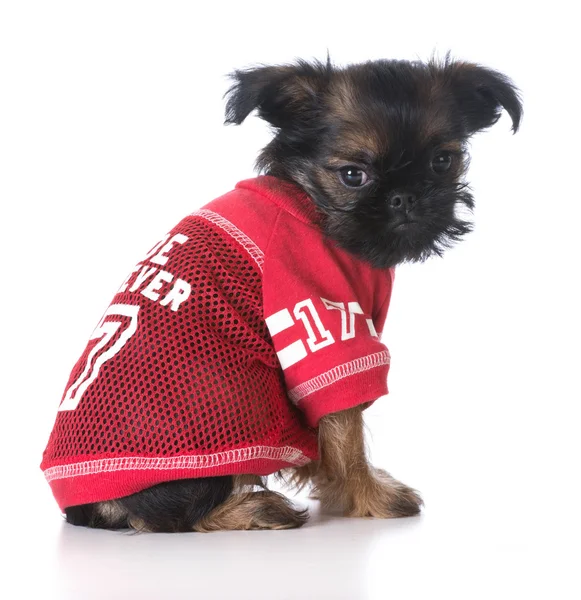 Cachorro de esportes — Fotografia de Stock