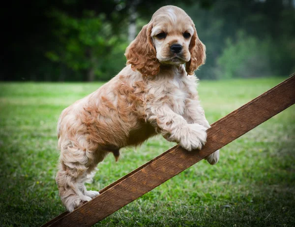 Cachorrinho curioso — Fotografia de Stock