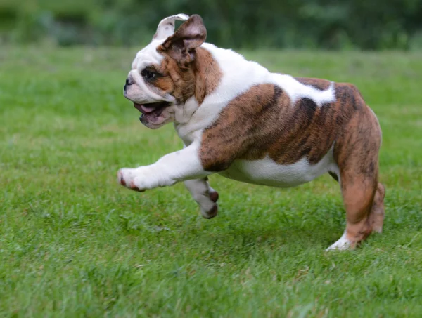 Dog running — Stock Photo, Image