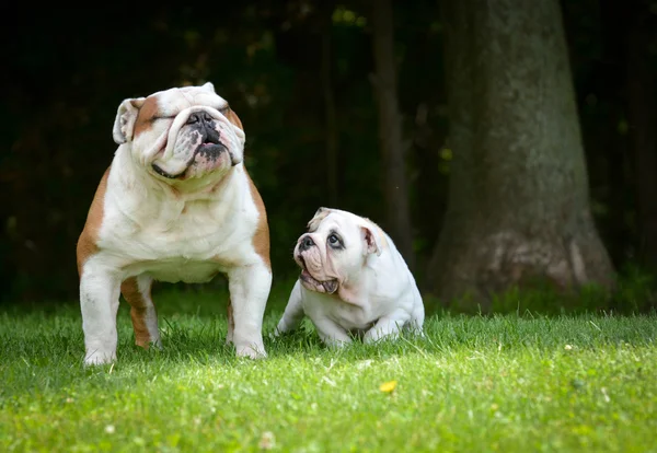 Puppy and adult dog playing — Stock Photo, Image