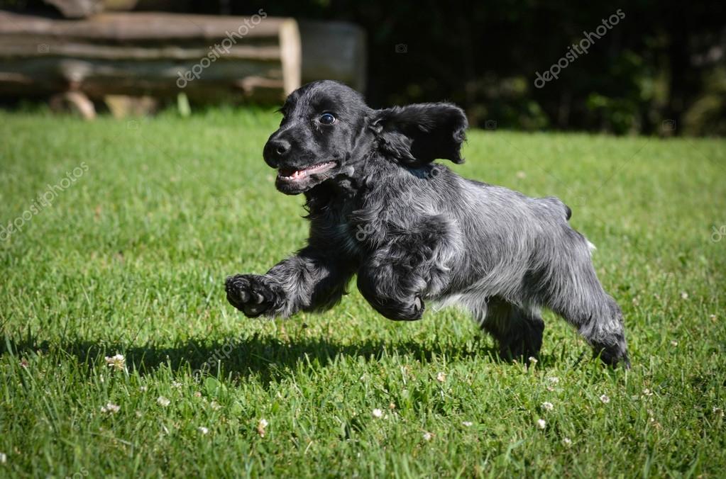 Puppy running Stock Photo by ©willeecole 78225422
