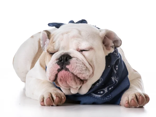 Cachorrinho bulldog bonito — Fotografia de Stock