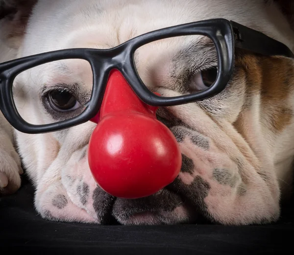 Komik bulldog yavrusu — Stok fotoğraf