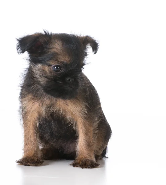 ブリュッセル ・ グリフォン犬 — ストック写真