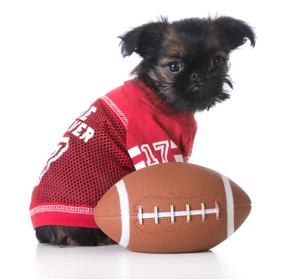 Brussels griffon puppy — Stockfoto