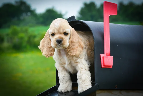 Puppy gluren uit een postvak — Stockfoto