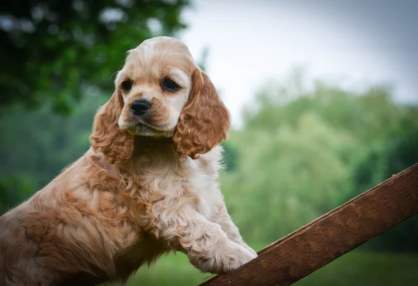 Chiot épagneul curieux — Photo