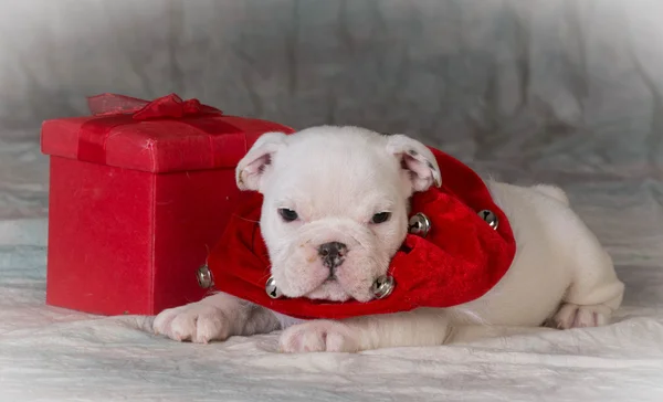 Chiot Bulldog de Noël — Photo
