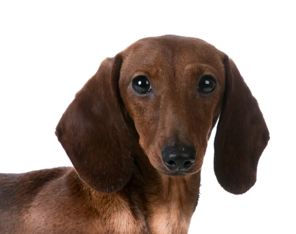 Μινιατούρα είδος γερμανικού κυνηγετικού σκύλου σκύλος — Φωτογραφία Αρχείου