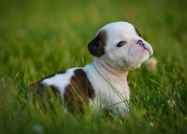 Chiot bouledogue dans l'herbe — Photo