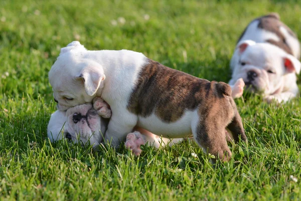 Chiots jouant à l'extérieur — Photo