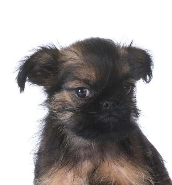 Brussels griffon puppy — Stockfoto