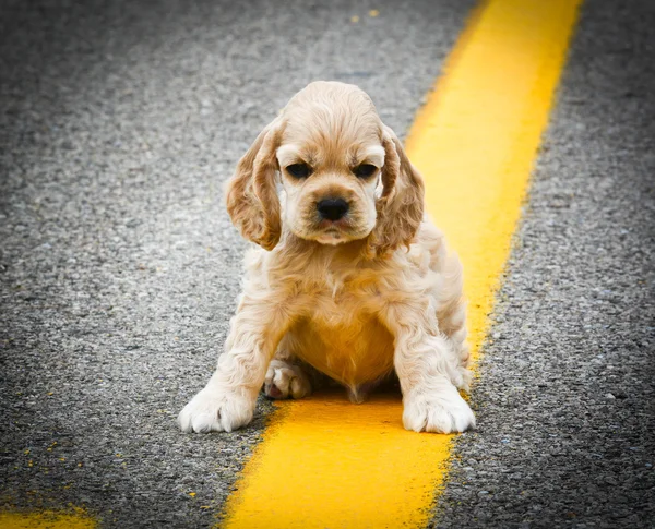 道に野良犬を野良犬 — ストック写真