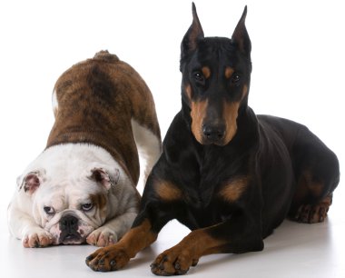 Bulldog ve doberman birlikte