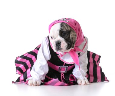 Korsan bulldog köpek yavrusu