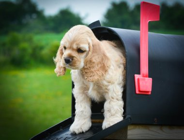 Bir posta kutusunda şirin köpek yavrusu