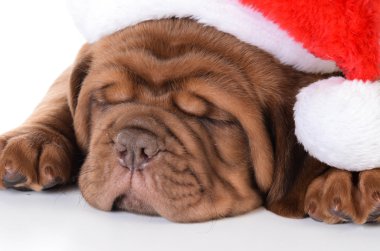 Köpek yavrusu giyen Noel Baba şapkası