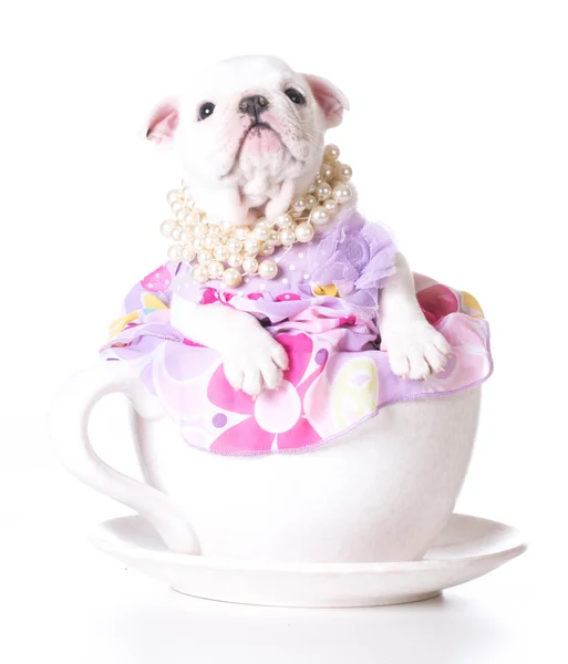 Female bulldog puppy — Stock Photo, Image