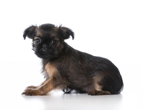 Brussels griffon puppy — Stockfoto