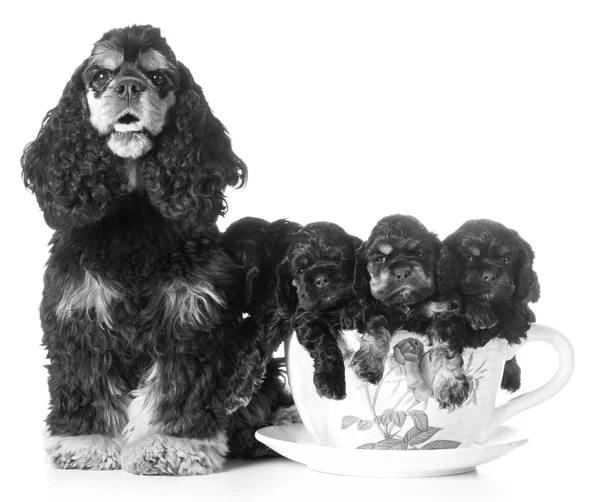 Litter of spaniel puppies — Stock Photo, Image