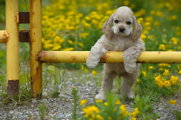 Bonito cachorro spaniel — Fotografia de Stock