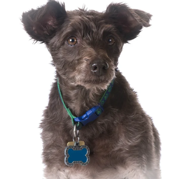 Dog in a collar with a name tag — Stock Photo, Image