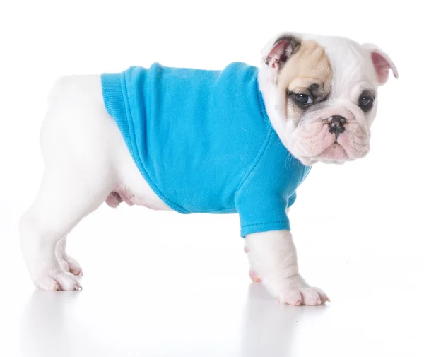 Bulldog cucciolo indossa un maglione — Foto Stock