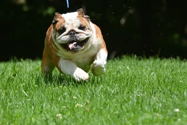 Hond uitgevoerd buiten — Stockfoto