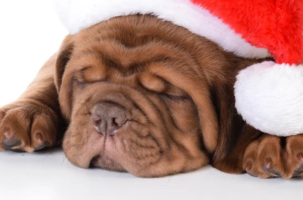 Köpek yavrusu giyen Noel Baba şapkası — Stok fotoğraf