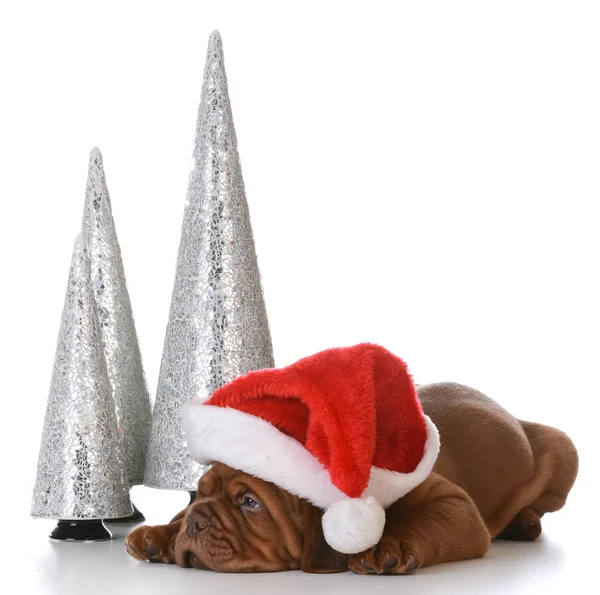 Chiot portant un chapeau de Père Noël — Photo