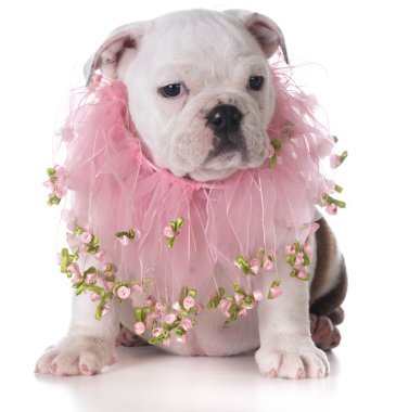 dişi köpek yavrusu