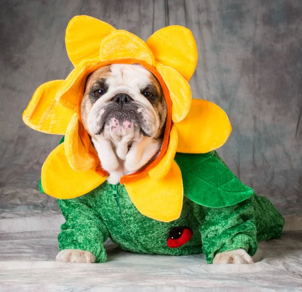 Lindo perro — Foto de Stock