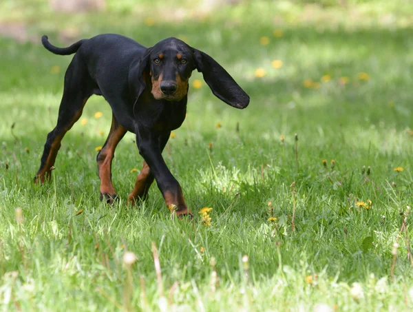 Hundespaziergang — Stockfoto