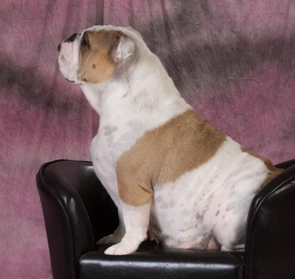 Vrouwelijke bulldog — Stockfoto