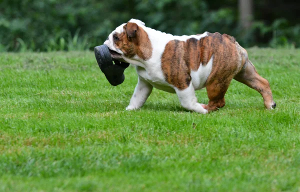 Cachorro com sapato — Fotografia de Stock