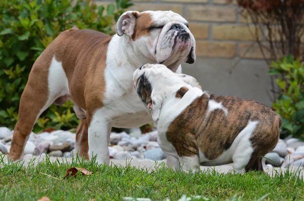 Vuxen och valp hund — Stockfoto