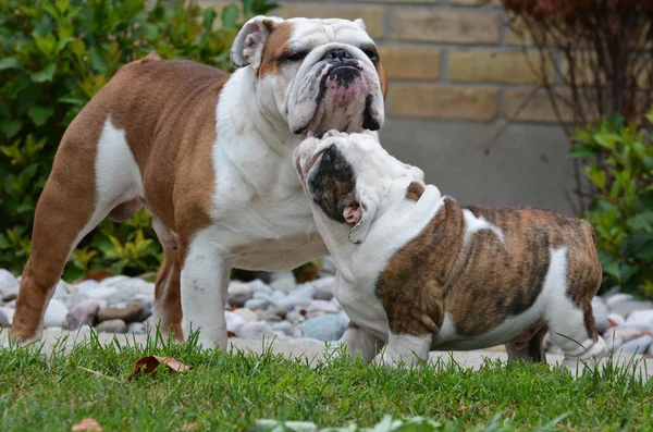 Adult and puppy dog — Stock Photo, Image