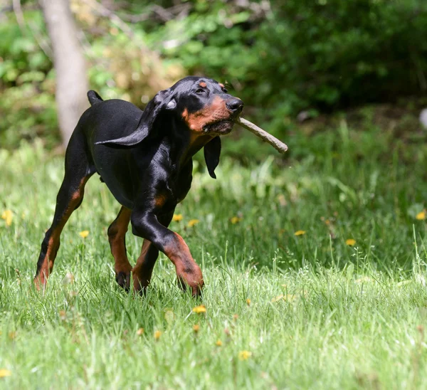 Cão jogando buscar — Fotografia de Stock